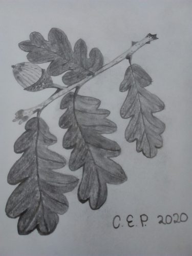 Christine P, Acorns, tonal sketch.